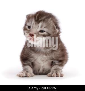 Silbernes Tabby-Kätzchen, Blaze, 11 Tage alt. Stockfoto