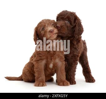 Schoko-Labradoodle-Welpen. Stockfoto