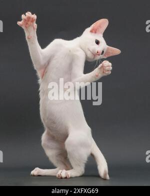 Weißes orientalisches Kätzchen, mit erhobenen Pfoten, auf grauem Hintergrund. Stockfoto