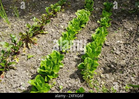 Junge Salat- und Rote-Bete-Pflanzen, die in einem Gemüsegarten wachsen - John Gollop Stockfoto