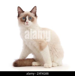 Ragdoll-Kätzchen, 4 Monate. Stockfoto