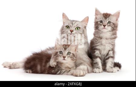 Die silberne Tabbykatze Shimmer mit ihren beiden Kätzchen Freya und Blaze, 7 Wochen alt. Stockfoto