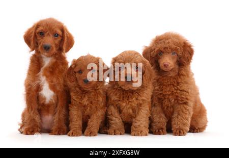 Red Poodle, Goldendoodle und zwei Cavapoo-Welpen sitzen hintereinander Stockfoto