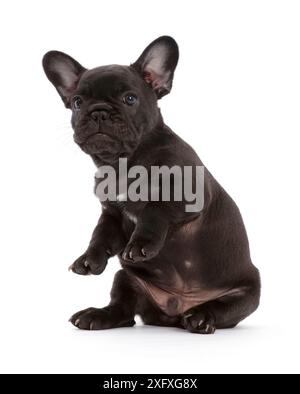 Französischer Bulldog-Welpe, 6 Wochen alt, sitzend. Stockfoto