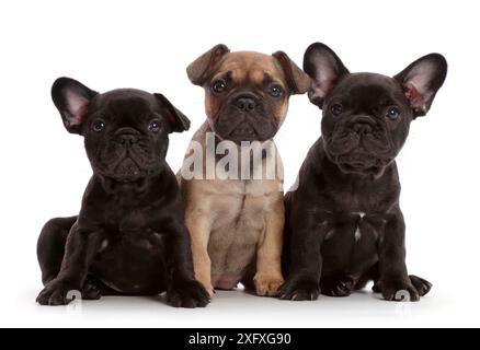 Drei französische Bulldog-Welpen, 6 Wochen alt. Stockfoto
