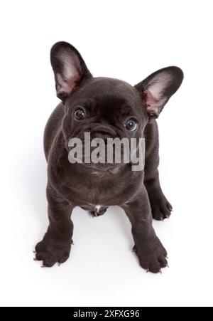 Französischer Bulldog-Welpe, 6 Wochen alt, sitzend und aufschauend. Stockfoto