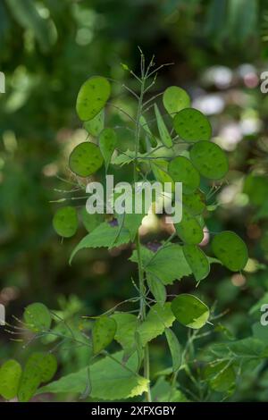 Eine Nahaufnahme einer Pflanze mit einzigartigen ovalen grünen Samenkapseln in einer natürlichen Umgebung im Freien Stockfoto