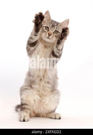 Silbernes Tabby-Kätzchen, Freya, 3 Monate, mit den Pfoten sitzend, als ob ich etwas fangen würde. Stockfoto