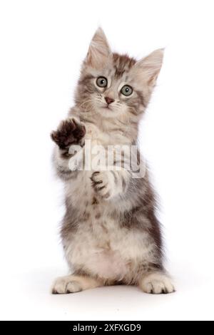 Silbernes Tabby-Kätzchen, Freya, 7 Wochen alt, mit erhobenen Pfoten. Stockfoto