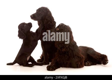 Erwachsenes schwarzes Cocker Spaniel Paar mit verspieltem Welpen. Stockfoto