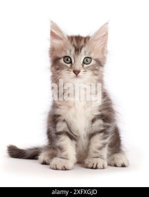 Silbernes Tabby-Kätzchen, Freya, 6 Wochen alt, sitzend. Stockfoto