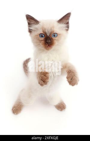 Ragdoll x Siam Kätzchen, 7 Wochen alt, stehend und schauend nach oben. Stockfoto