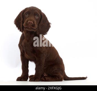Schokolade Cocker Spaniel Welpe sitzend, Stockfoto