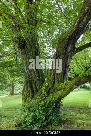 Alte Rotbuche Fagus sylvatica imit bemoostem Stamm im Höhenrieder Park, Bayern, Deutschland, Europa Alte Rotbuche Fagus sylvatica imit bemoostem Stamm Stockfoto