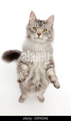 Silberne Tabbykatze, Blaze, 10 Monate alt, stehend. Stockfoto