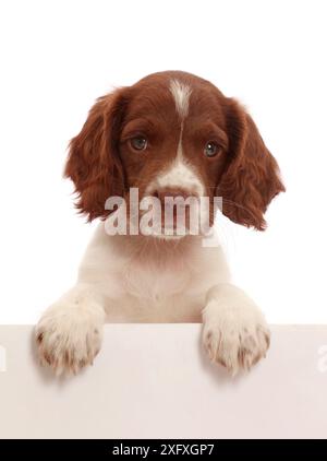 Springer Spaniel Welpe, 7 Wochen alt, Pfoten überzogen. Stockfoto