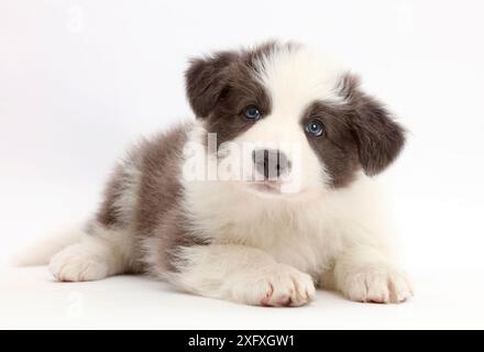 Niedliches blau-weißes Collie-Hündchen in Ruhe. Stockfoto