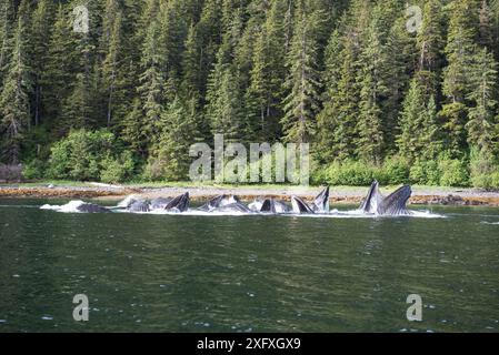 Buckelwale (Megaptera novaeangliae), die in Küstengewässern, Nadelwälder an Land fliegen. Südost-Alaska, USA. Juni. Stockfoto