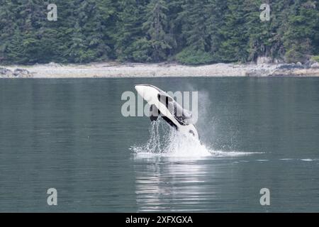 Killerwal (Orcinus Orca), der in Küstengewässern durchbricht. Südost-Alaska, USA. Juni. Stockfoto