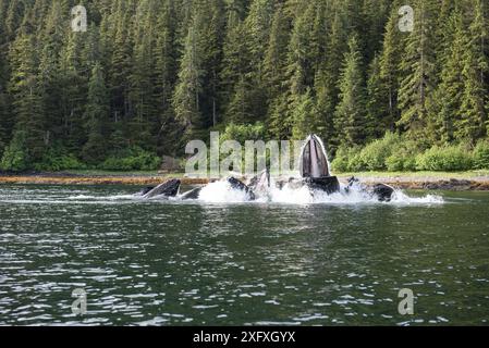 Buckelwale (Megaptera novaeangliae), die in Küstengewässern, Nadelwälder an Land fliegen. Südost-Alaska, USA. Juni. Stockfoto