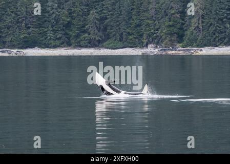 Killerwal (Orcinus Orca), der in Küstengewässern durchbricht. Südost-Alaska, USA. Juni. Stockfoto