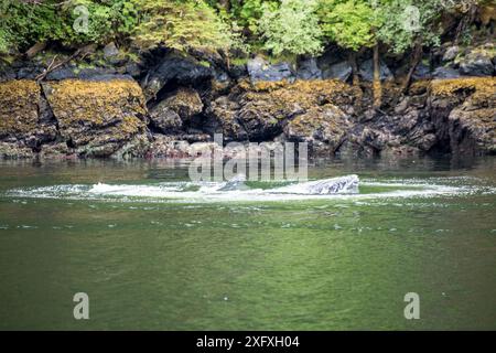 Buckelwale (Megaptera novaeangliae), die in Küstengewässern mit Blasennetzen arbeiten. Südost-Alaska, USA. Juni. Stockfoto