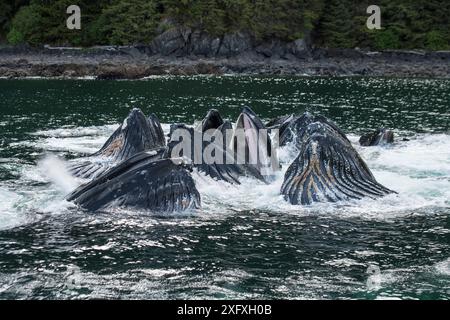 Buckelwale (Megaptera novaeangliae)-Gruppennetze in Küstengewässern. Südost-Alaska, USA. Juni. Stockfoto