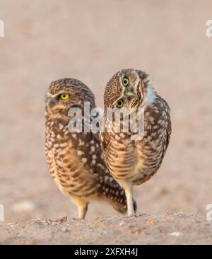 Zwei Grabungulen (Athene cunicularia) einer blickt mit Interesse in die Kamera. Marana, Arizona, USA. Stockfoto