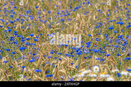 Blaue Kornblumen (Centaurea cyanus) in einem Getreidefeld, Bayern, Deutschland, Europa Stockfoto