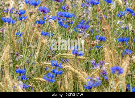 Blaue Kornblumen (Centaurea cyanus) in einem Getreidefeld, Bayern, Deutschland, Europa Stockfoto