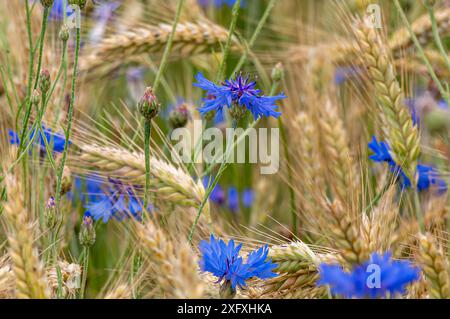 Blaue Kornblumen (Centaurea cyanus) in einem Getreidefeld, Bayern, Deutschland, Europa Stockfoto