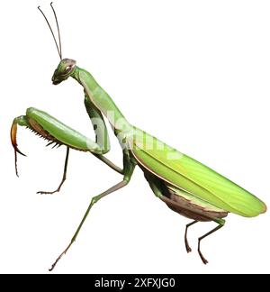 Betende Mantis-Insekten in der Natur als Symbol der Vernichtung und Schädlingsbekämpfung als Raubtier, das andere Insekten jagt und isst als Symbol der Entomologie Stockfoto