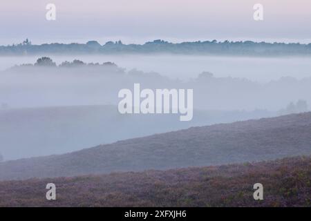 Blick auf die Heidelandschaft des New Forest von Vereley Hill at Dawn, Burley, New Forest National Park, Hampshire, England, Großbritannien. August 2011 Stockfoto