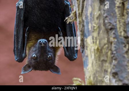 Lyle&#39;s fliegende Fuchs (Pteropus lylei), der kopfüber von den Hinterfüßen im Baum hängt, kommt in Kambodscha, Thailand und Vietnam vor. Stockfoto