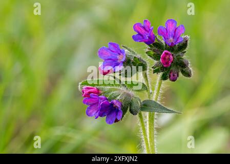 Gebirgslungkraut (Pulmonaria montana) in Blume, La Brenne, Frankreich, April Stockfoto