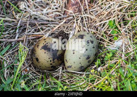 Arktische Seeschwalbe (Sterna paradisaea) typische Kupplung von zwei melierten und getarnten Eiern im Nest, Depression im Boden, Shetland, Schottland, Mai Stockfoto