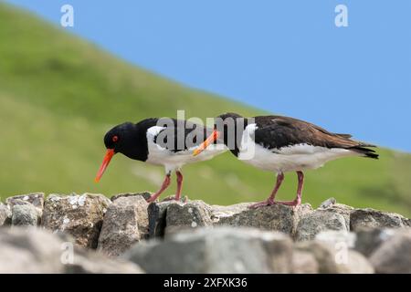 Gewöhnliche Rattenfänger / eurasische Austernfänger (Haematopus ostralegus) Paar auf Trockenmauern, Shetland Islands, Schottland, UK, Mai Stockfoto