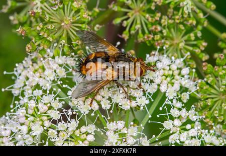 Parasitenfliege / Tachinidenfliege (Tachina fera), die sich im Sommer von Hogweed (Heracleum sphondylium) ernährt. August. Stockfoto