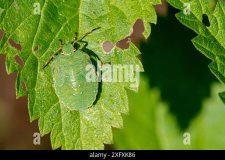 Grüne Schildkäfer (Palomena prasina) Nymphe auf Blatt mit Tarnfarben, Frankreich, August Stockfoto