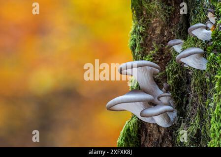 Austernpilz / Austernklammpilz (Pleurotus ostreatus) wächst auf Baumstämmen im Herbstwald, Belgien, Oktober Stockfoto