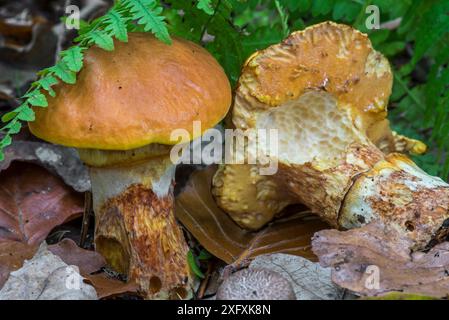 Greville&#39;s Bolete / Lärchenbolete Pilz (Suillus grevillei), zeigt Unterseite, die teilweise von Schnecken im Herbstwald, Belgien, im Oktober gegessen wird Stockfoto