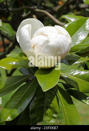 Southern Magnolia oder Bull Bay, Magnolia grandiflora ' Maryland', Magnoliaceae. Südöstliche Usa. Stockfoto