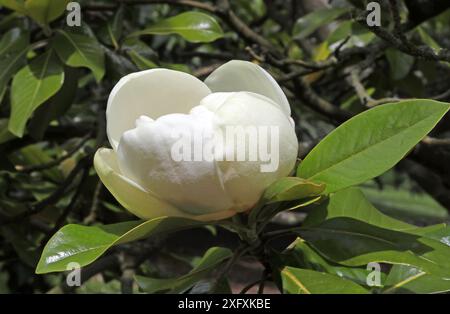 Southern Magnolia oder Bull Bay, Magnolia grandiflora ' Maryland', Magnoliaceae. Südöstliche Usa. Stockfoto