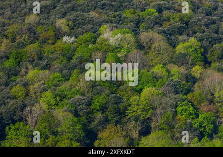 Holzeiche (Quercus ilex) Wald Encinar y Bosque Mixto, Liendo Valley, Kantabrien, Spanien, April 2018 Stockfoto