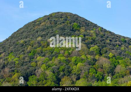 Holzeiche (Quercus ilex) Wald Encinar y Bosque Mixto, Liendo Valley, Kantabrien, Spanien, April 2018. Stockfoto