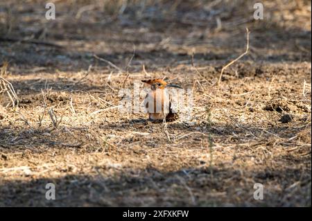 Afrikanischer Wiedehopf. Stockfoto