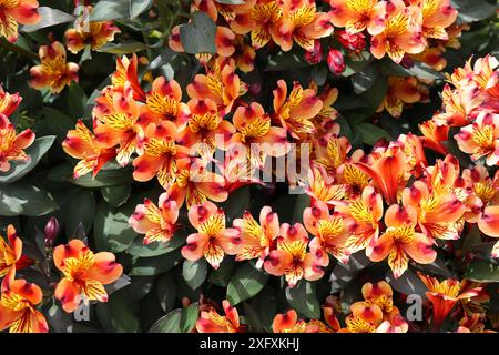 Peruanische Lilie oder Lilie der Inkas, Alstroemeria Indian Summer „Tesronto“, Alstroemeriaceae. Südamerika. Stockfoto