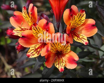 Peruanische Lilie oder Lilie der Inkas, Alstroemeria Indian Summer „Tesronto“, Alstroemeriaceae. Südamerika. Stockfoto