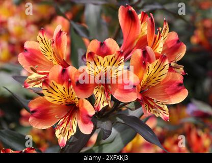 Peruanische Lilie oder Lilie der Inkas, Alstroemeria Indian Summer „Tesronto“, Alstroemeriaceae. Südamerika. Stockfoto