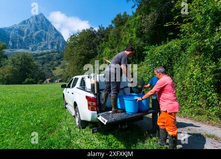 Erhaltung und Wiederauffüllung des Atlantischen Lachses (Salmo salar) im Fluss Gandara, Naturpark Collados del ason, Kantabrien, Spanien. September 2018. Stockfoto